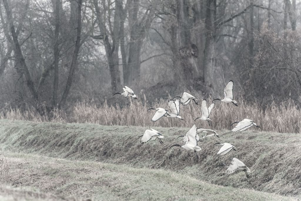 Ibis sacri (Threskiornis aethiopicus)